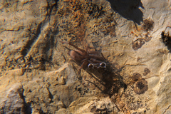 Clubionidae