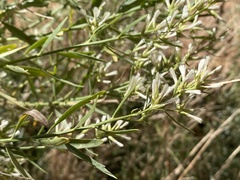 Baccharis salicina