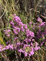 Erica parviflora