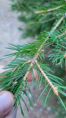 Pseudotsuga