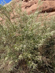 Baccharis salicina
