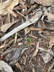 Dichondra carolinensis