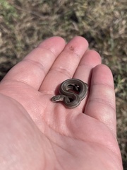 Tropidoclonion lineatum