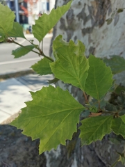 Platanus occidentalis