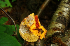 Pycnoporellus