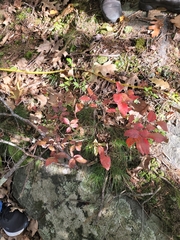 Vaccinium corymbosum