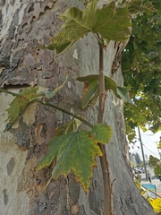 Platanus occidentalis