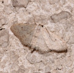 Idaea