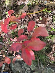 Vaccinium corymbosum