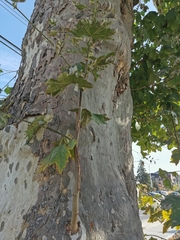 Platanus occidentalis
