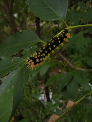 Leucanella viridescens