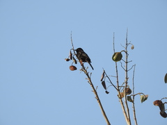 Icterus pyrrhopterus