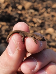 Lygodactylus capensis