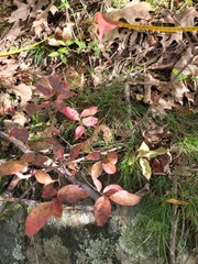 Vaccinium corymbosum