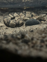 Nerodia sipedon pleuralis