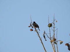 Icterus pyrrhopterus
