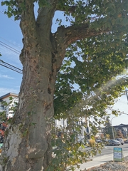 Platanus occidentalis