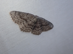 Cyclophora