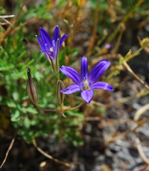 Brodiaea terrestris kernensis