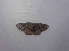 Cyclophora