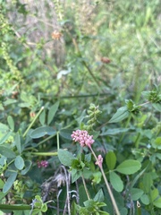 Trifolium hybridum