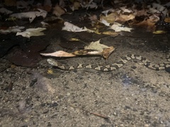 Nerodia sipedon pleuralis