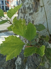 Platanus occidentalis