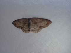Cyclophora