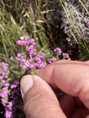 Erica parviflora
