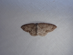 Cyclophora
