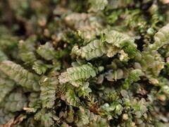 Calypogeia