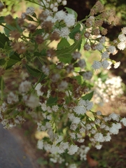 Ageratina havanensis
