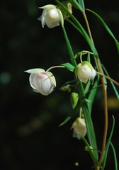 Calochortus albus