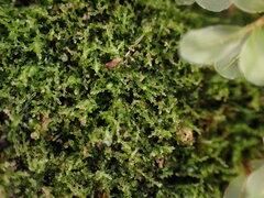 Cephalozia bicuspidata