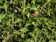 Cephalozia bicuspidata