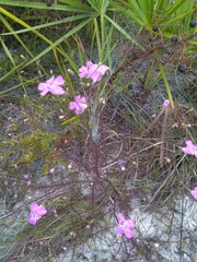 Agalinis filifolia