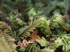 Plagiochila