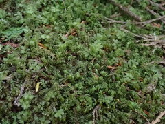 Plagiochila
