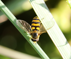 Eupeodes latifasciatus