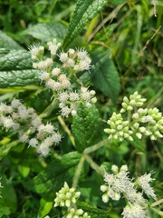 Eupatorium perfoliatum