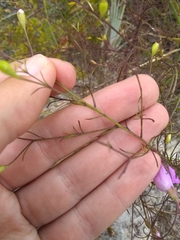 Agalinis filifolia