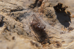 Clubionidae