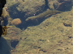 Cryptocentroides insignis