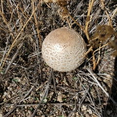 Chlorophyllum brunneum