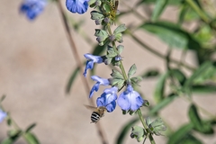 Anthophora