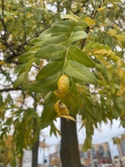 Gleditsia triacanthos
