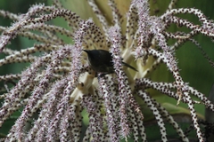 Anthornis melanura melanura