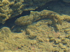 Cryptocentroides insignis