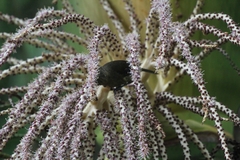 Anthornis melanura melanura