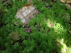 Sphagnum girgensohnii